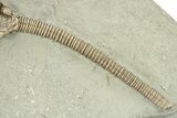 Spectacular Actinocrinites Crinoid With Macrocrinus - Indiana #272813-4